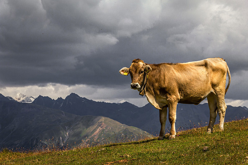 Cows in pasture