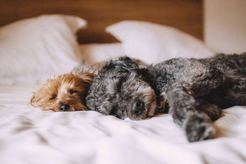 Dogs in Bed