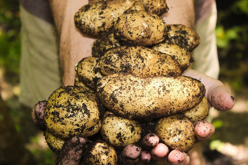 Potatoes with dirt
