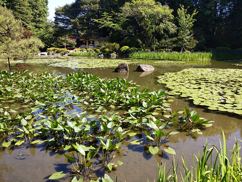 Heian Shrine, Shinto Shrine, Festival, Pond, Dragon Stones, Lily Pads, Fish, Turtles, Ducks, Garden, Family Travel, Traveling with Family, Diapers On A Plane, Diapersonaplane
