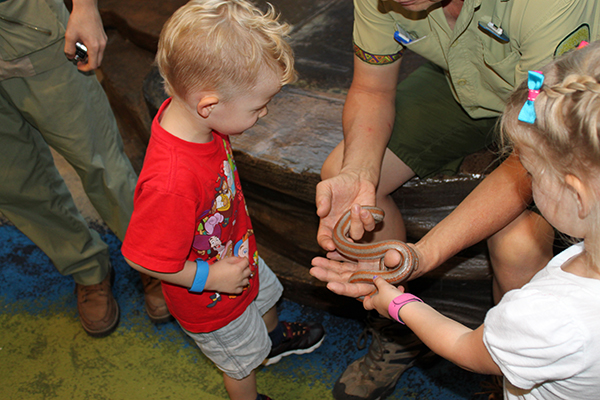 Holding snakes at the Rafiki's Planet Watch, one of the best attractions at Animal Kingdom