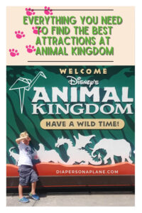 Everything You Need to Find the Best Attractions at Animal Kingdom from rides to food to shows! 