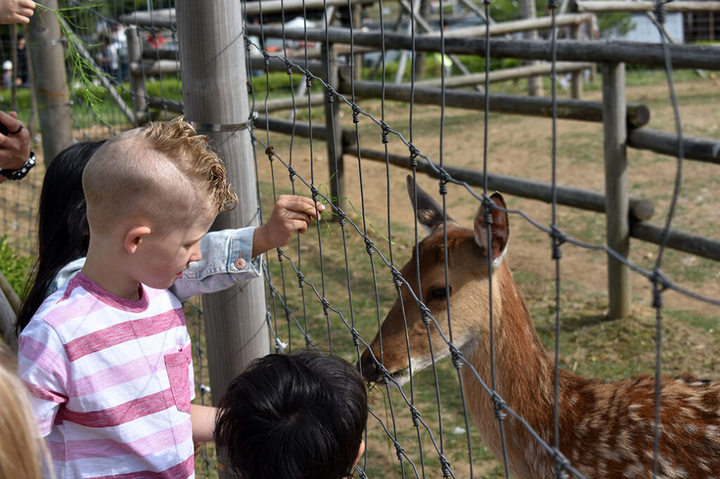 Deer Farm at Central Park Songdo with Kids in Incheon, Korea
