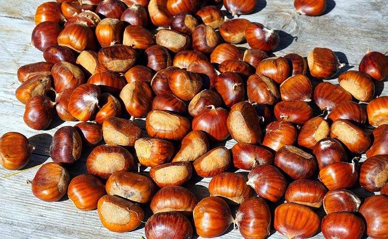 Chestnuts for the Bell Ringers