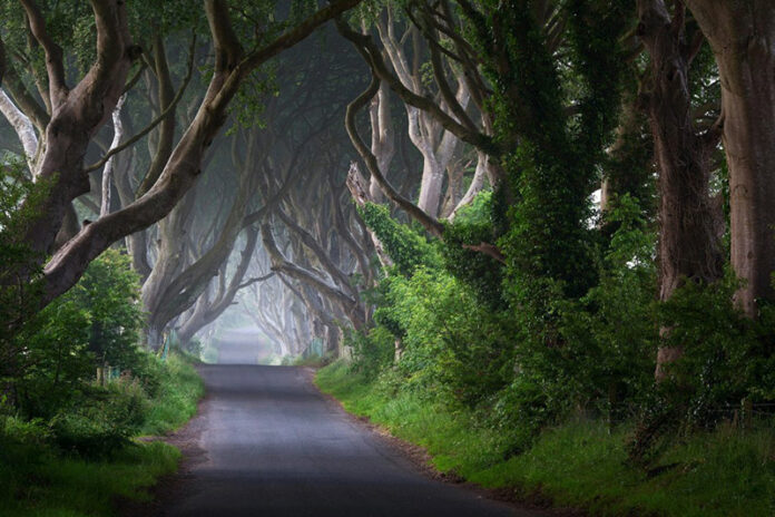 Creepy Road in Ireland
