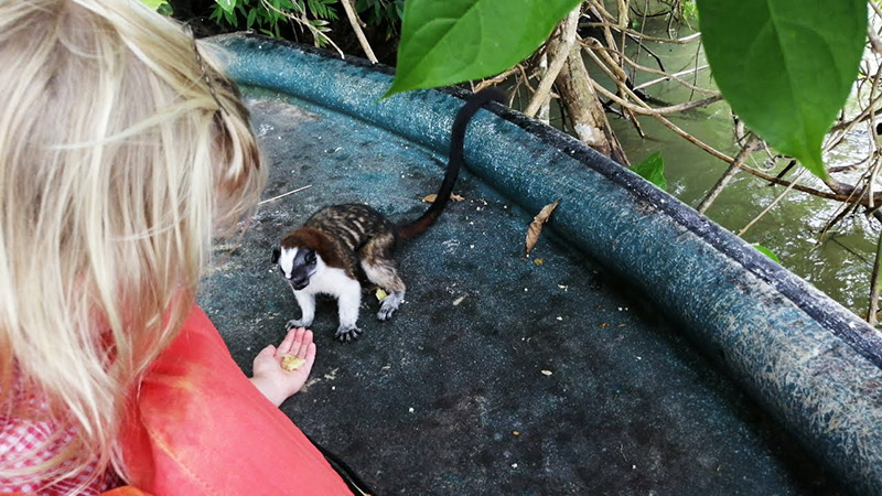 Feeding Monkeys in Panama on Monkey Island