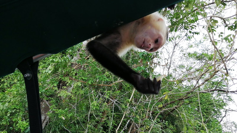 White Faced Capuchin