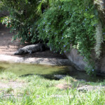 Kilimanjaro Safari, Disney's Animal Kingdom, Petting Zoo, Natural Habitat, Africa, Oasis, diapersonaplane, diapers on a plane, pandora, traveling with kids, family travel, creating family memories, Disney, Walt Disney World,