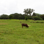 Kilimanjaro Safari, Disney's Animal Kingdom, Petting Zoo, Natural Habitat, Africa, Oasis, diapersonaplane, diapers on a plane, pandora, traveling with kids, family travel, creating family memories, Disney, Walt Disney World,
