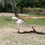 Kilimanjaro Safari, Disney's Animal Kingdom, Petting Zoo, Natural Habitat, Africa, Oasis, diapersonaplane, diapers on a plane, pandora, traveling with kids, family travel, creating family memories, Disney, Walt Disney World,