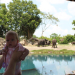 Kilimanjaro Safari, Disney's Animal Kingdom, Petting Zoo, Natural Habitat, Africa, Oasis, diapersonaplane, diapers on a plane, pandora, traveling with kids, family travel, creating family memories, Disney, Walt Disney World,