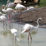 Kilimanjaro Safari, Disney's Animal Kingdom, Petting Zoo, Natural Habitat, Africa, Oasis, diapersonaplane, diapers on a plane, pandora, traveling with kids, family travel, creating family memories, Disney, Walt Disney World,