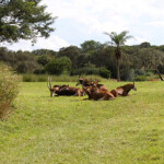 Kilimanjaro Safari, Disney's Animal Kingdom, Petting Zoo, Natural Habitat, Africa, Oasis, diapersonaplane, diapers on a plane, pandora, traveling with kids, family travel, creating family memories, Disney, Walt Disney World,