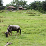 Kilimanjaro Safari, Disney's Animal Kingdom, Petting Zoo, Natural Habitat, Africa, Oasis, diapersonaplane, diapers on a plane, pandora, traveling with kids, family travel, creating family memories, Disney, Walt Disney World,