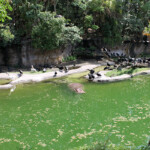 Kilimanjaro Safari, Disney's Animal Kingdom, Petting Zoo, Natural Habitat, Africa, Oasis, diapersonaplane, diapers on a plane, pandora, traveling with kids, family travel, creating family memories, Disney, Walt Disney World,