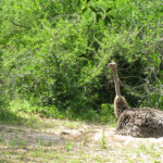 Kilimanjaro Safari, Disney's Animal Kingdom, Petting Zoo, Natural Habitat, Africa, Oasis, diapersonaplane, diapers on a plane, pandora, traveling with kids, family travel, creating family memories, Disney, Walt Disney World,