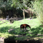 Kilimanjaro Safari, Disney's Animal Kingdom, Petting Zoo, Natural Habitat, Africa, Oasis, diapersonaplane, diapers on a plane, pandora, traveling with kids, family travel, creating family memories, Disney, Walt Disney World,