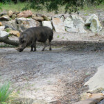 Kilimanjaro Safari, Disney's Animal Kingdom, Petting Zoo, Natural Habitat, Africa, Oasis, diapersonaplane, diapers on a plane, pandora, traveling with kids, family travel, creating family memories, Disney, Walt Disney World,