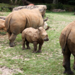 Kilimanjaro Safari, Disney's Animal Kingdom, Petting Zoo, Natural Habitat, Africa, Oasis, diapersonaplane, diapers on a plane, pandora, traveling with kids, family travel, creating family memories, Disney, Walt Disney World,