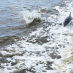 Pod of Dolphins in the wild on the Banana River with Time and Tide Tours Time and Tide Tours, Cape Canaveral, Florida, Banana River, Dolphins in the wild, creating family memories, family travel, traveling with kids