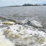 Pod of Dolphins in the wild on the Banana River with Time and Tide Tours Time and Tide Tours, Cape Canaveral, Florida, Banana River, Dolphins in the wild, creating family memories, family travel, traveling with kids