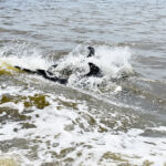 Pod of Dolphins in the wild on the Banana River with Time and Tide Tours Time and Tide Tours, Cape Canaveral, Florida, Banana River, Dolphins in the wild, creating family memories, family travel, traveling with kids