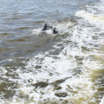 Pod of Dolphins in the wild on the Banana River with Time and Tide Tours Time and Tide Tours, Cape Canaveral, Florida, Banana River, Dolphins in the wild, creating family memories, family travel, traveling with kids