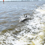 Pod of Dolphins in the wild on the Banana River with Time and Tide Tours Time and Tide Tours, Cape Canaveral, Florida, Banana River, Dolphins in the wild, creating family memories, family travel, traveling with kids